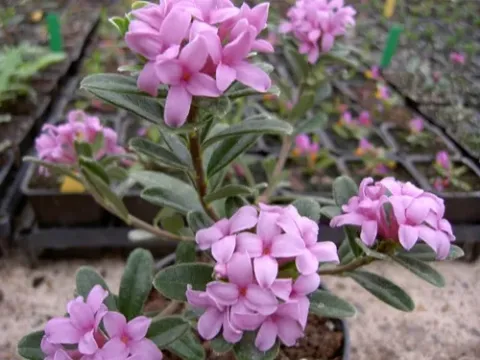Daphne hybrida