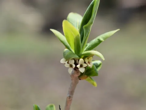 Вовчеягідник камчатський