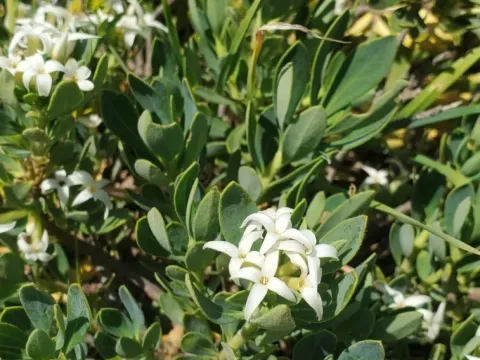 Daphne oleoides