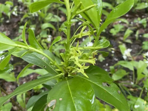 Daphne pontica