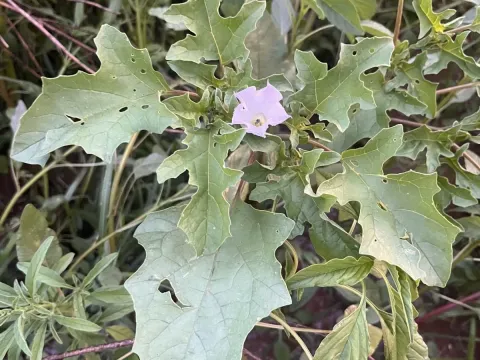 Oak-leaved datura