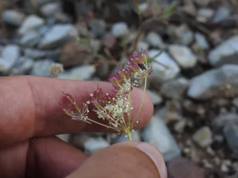 Daucus crinitus
