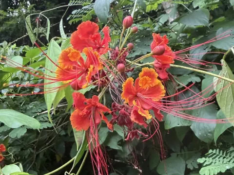 Caesalpinia