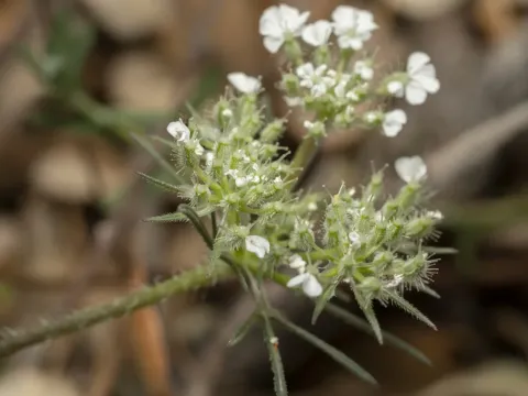 Морковь пятнистая