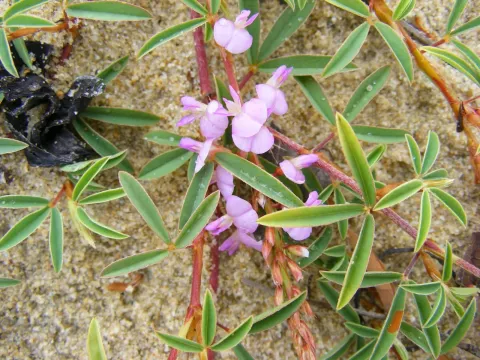 Desmodium biarticulatum