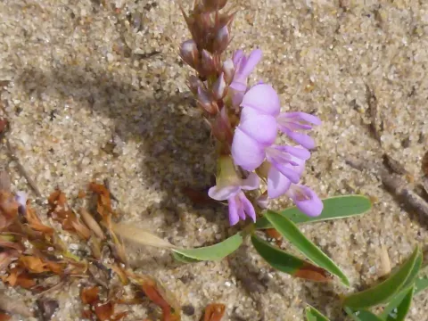 Aphyllodium