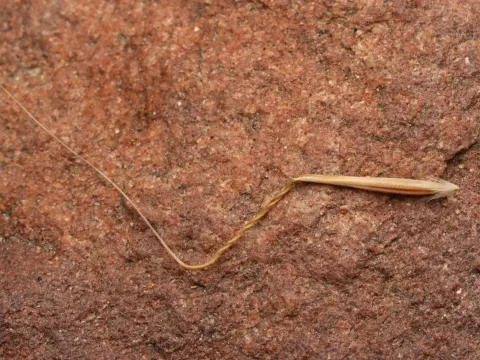 Dichelachne