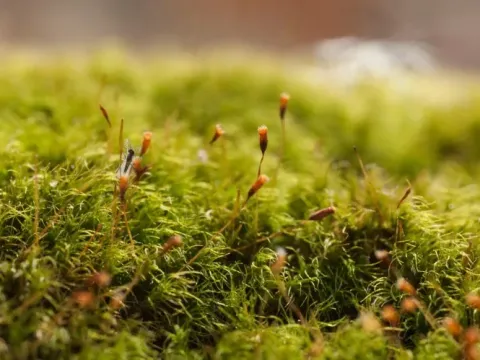 Dicranella