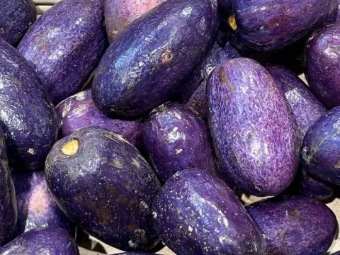 Dacryodes