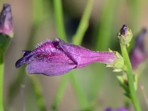 Dodartia orientalis