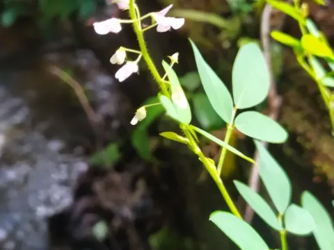 Desmodium adscendens