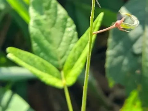 Desmodium affine