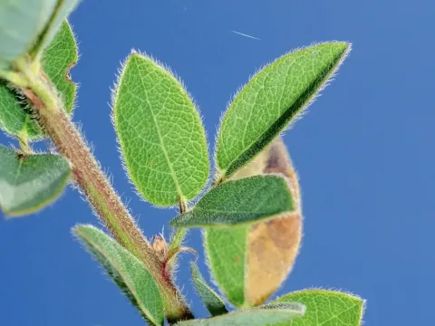 Hairy tick-trefoil