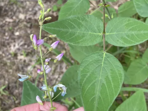 Desmodium canescens