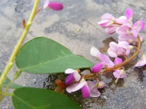 Desmodium floribundum