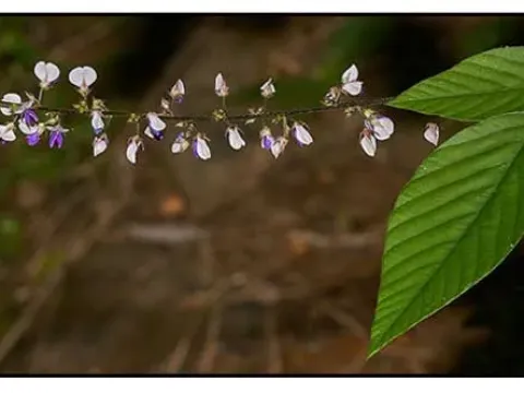 Desmodium laxiflorum