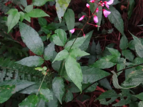 Hylodesmum laxum