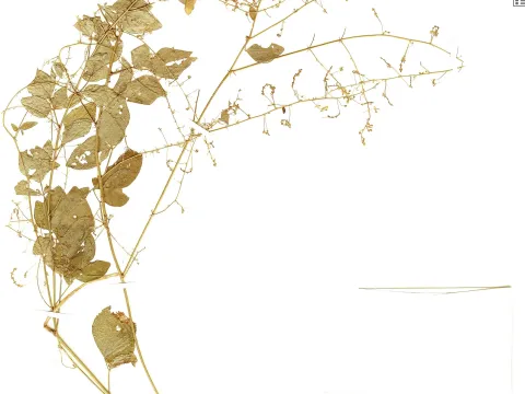 Desmodium micranthum