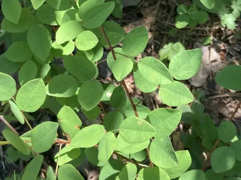 Maryland tick-trefoil