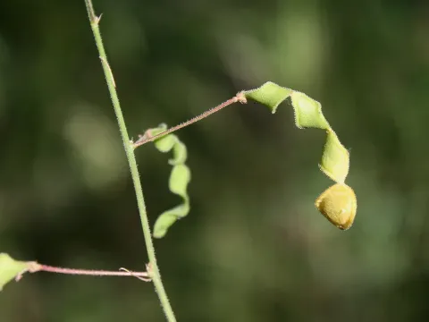 Desmodium ospriostreblum