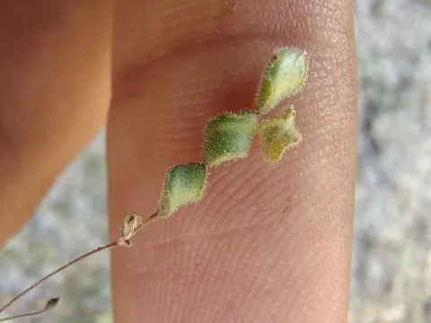 Desmodium procumbens