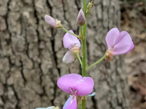 Panicled Tick-trefoil