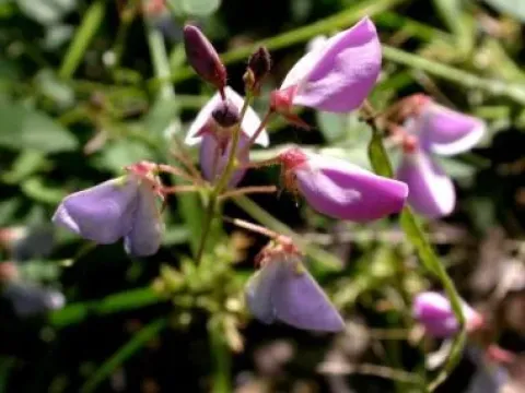 Desmodium praestans