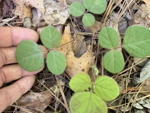 Roundleaf ticktrefoil