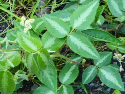 Hawaiian tick-trefoil