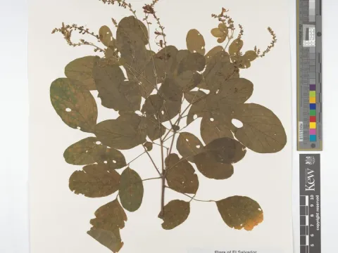 Desmodium sericophyllum
