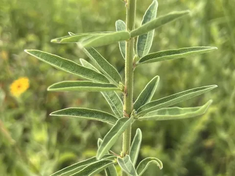 Sessile-leaf tick-trefoil