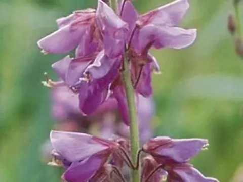 Desmodium spicatum