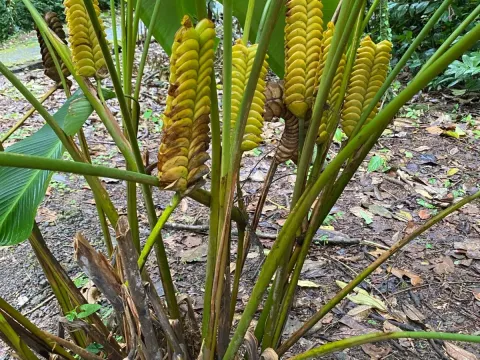 Calathea