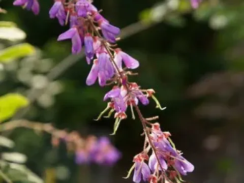 Linden-leaved tick-trefoil