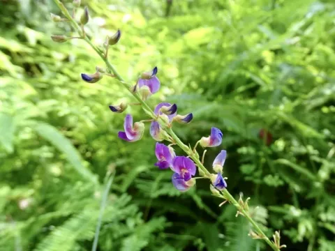 Three-leaf tick-trefoil