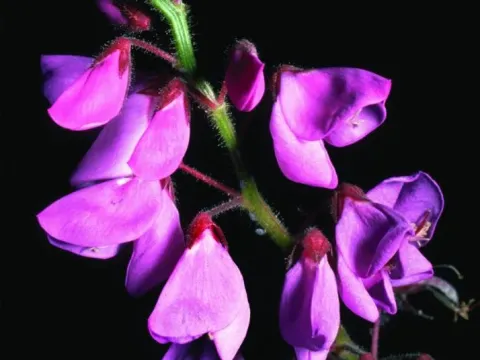 Desmodium vargasianum