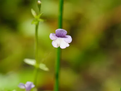 Deinostema