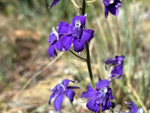 Two-color larkspur