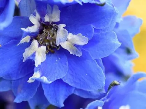 Delphinium hybrids