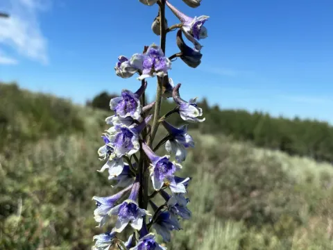 Western larkspur
