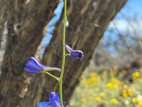 Scapose larkspur