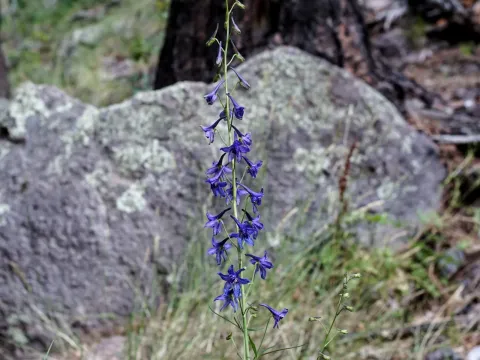 Delphinium scopulorum
