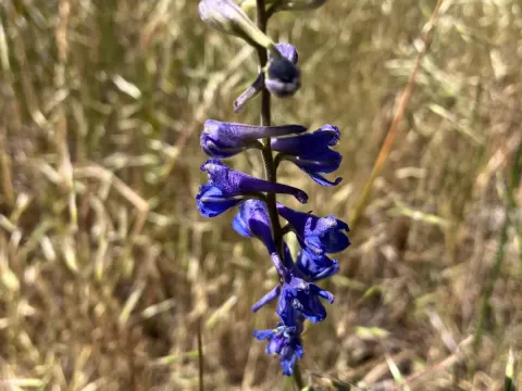 Delphinium strictum