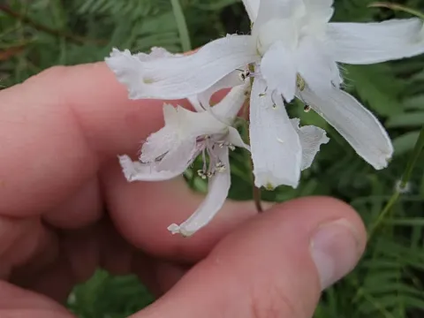 Prairie larkspur