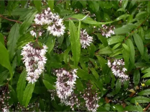 Deutzia chunii