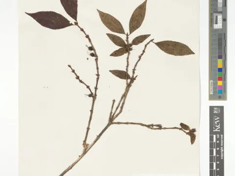 Korean Deutzia