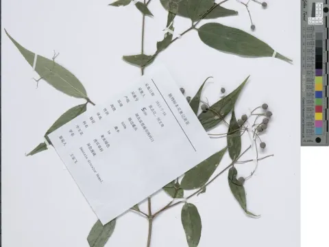 Deutzia discolor