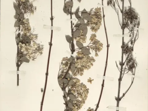 Deutzia elegantissima