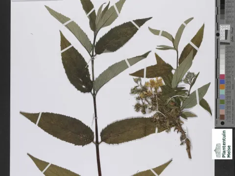 Deutzia globosa