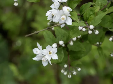 Deutzia glomeruliflora